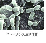 ミュータンス菌画像